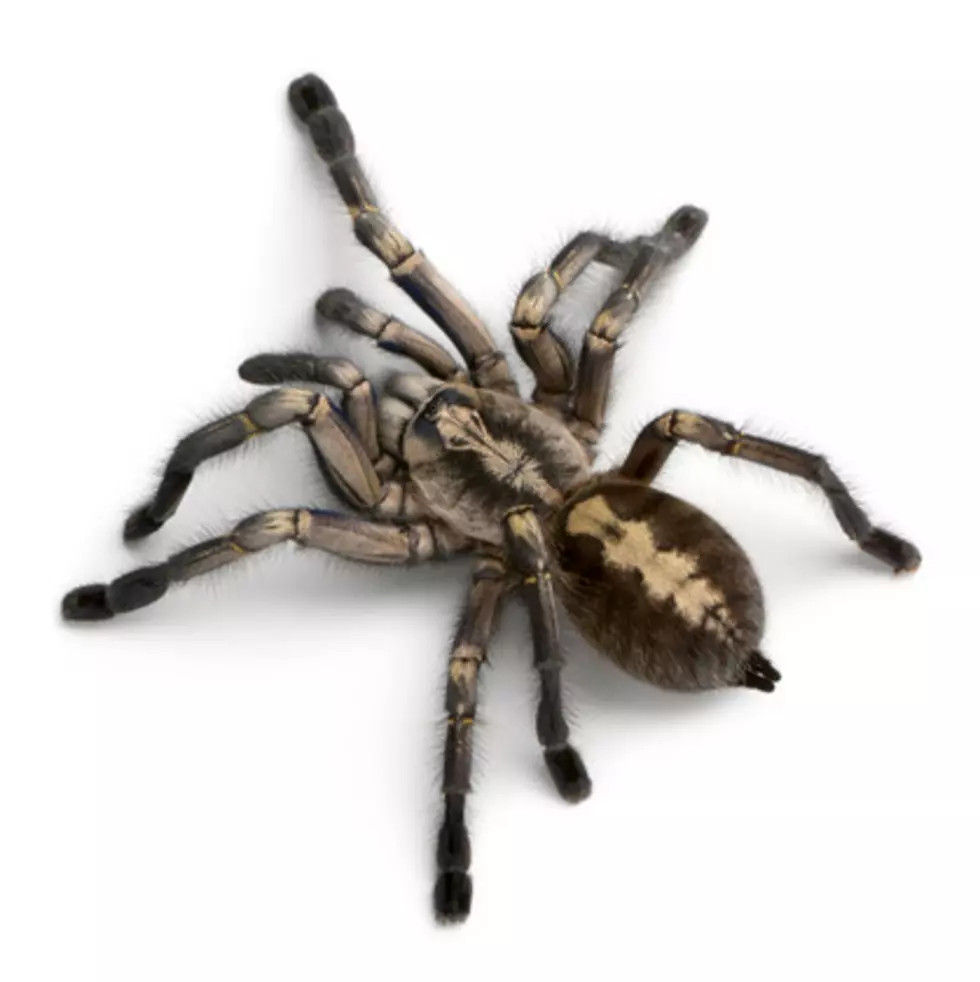 Thousands of Tarantulas Invading Colorado Now Through October
