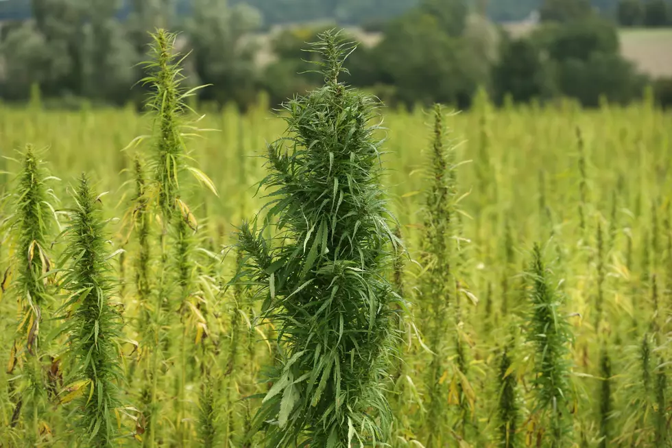 Hemp Is Hip In Colorado
