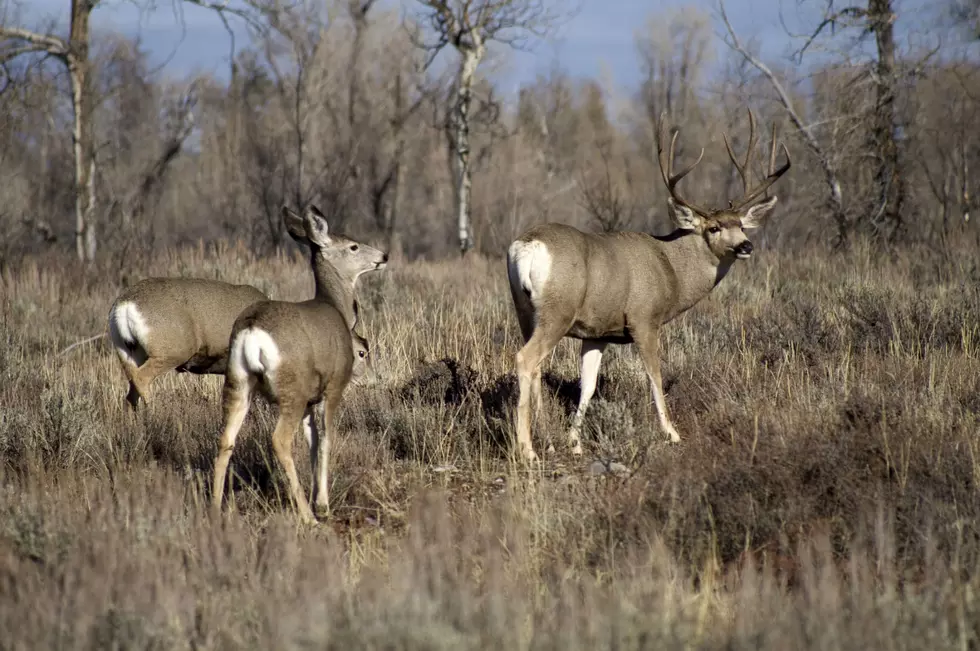 Woman Attacked By Mule Deer Doe