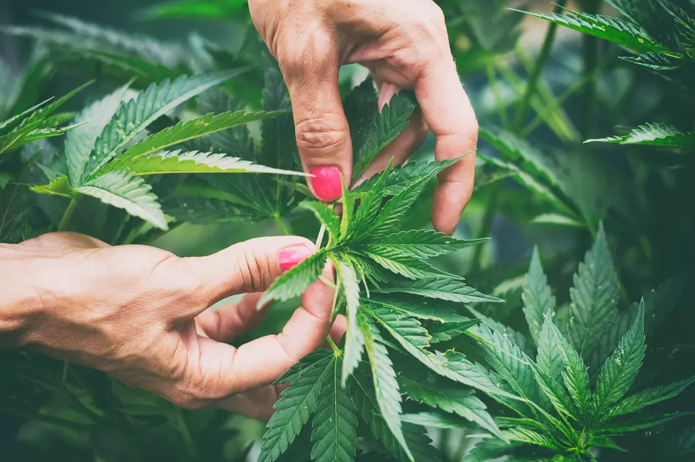 You Can Get a Hemp Agriculture Degree in Colorado