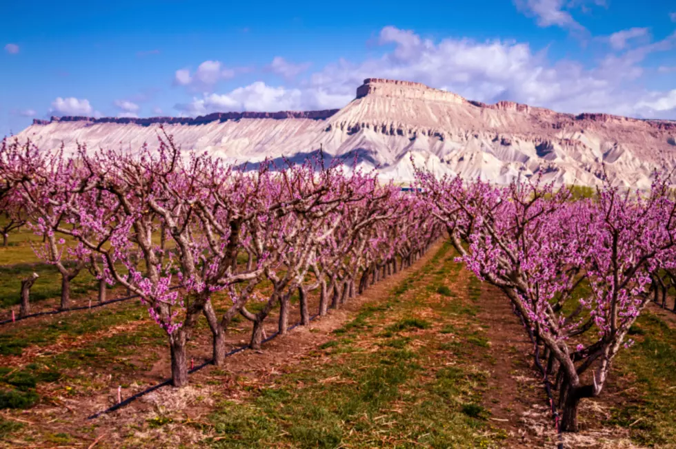 Palisade Peach Festival is Returning in 2021