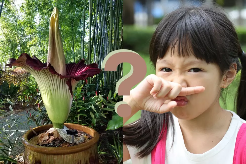 What is the Foul-Smelling Flower Set to Bloom in Colorado Soon?