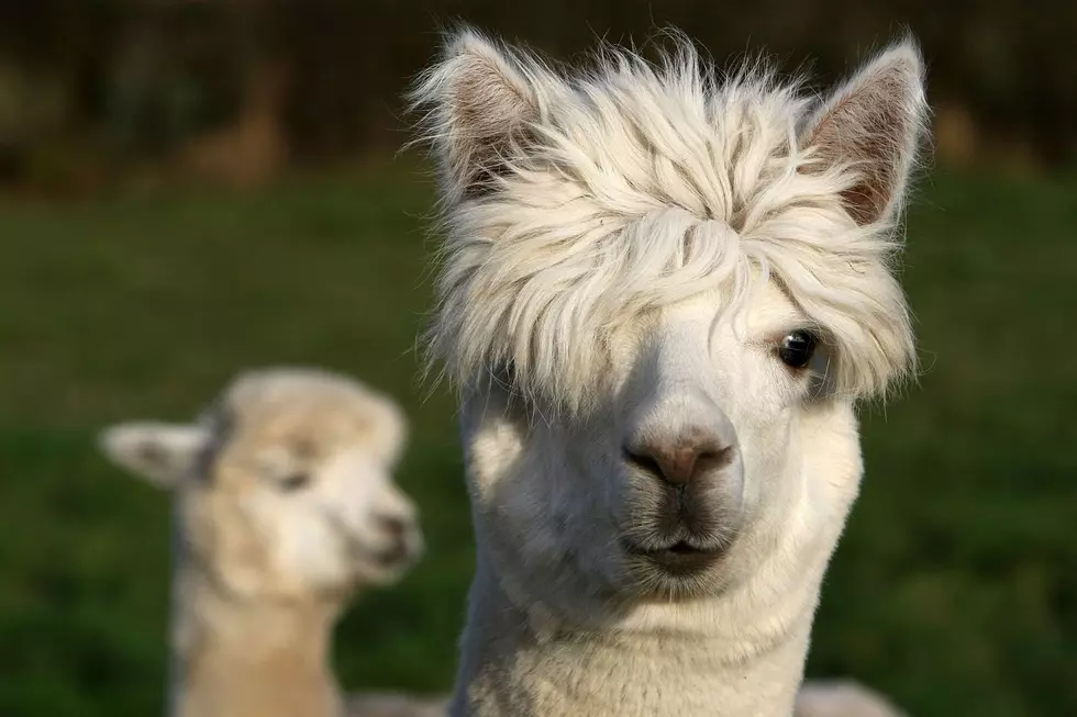 Two Counties in Colorado Named Top 10 for Alpacas