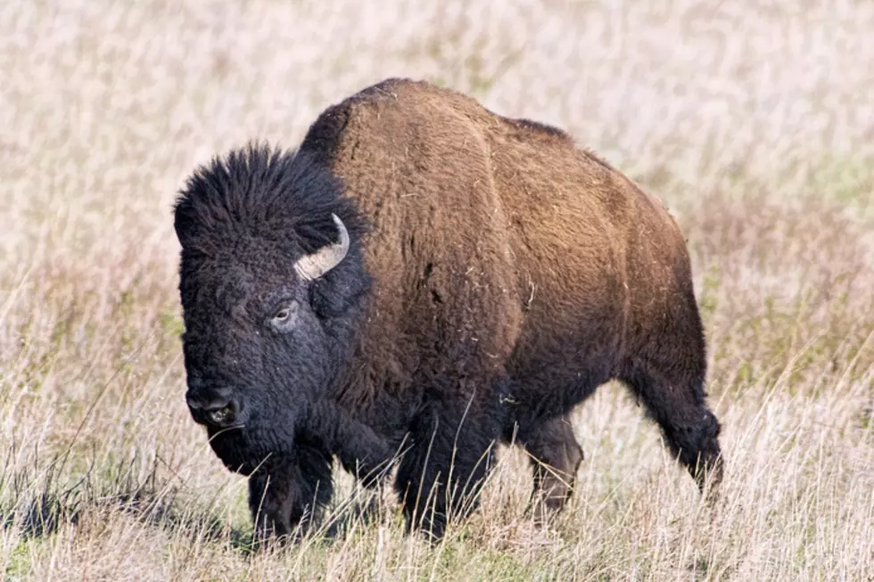 Wild Bison are Coming Back + Protected in Colorado