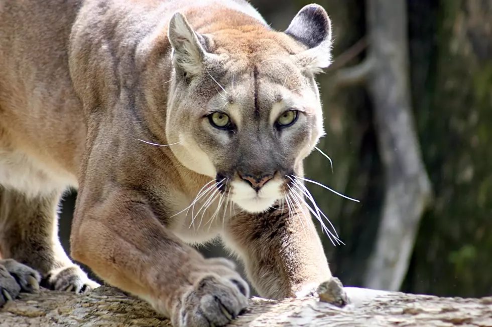 Colorado Woman Killed by Mountain Lion While Hiking on New Year’s Day
